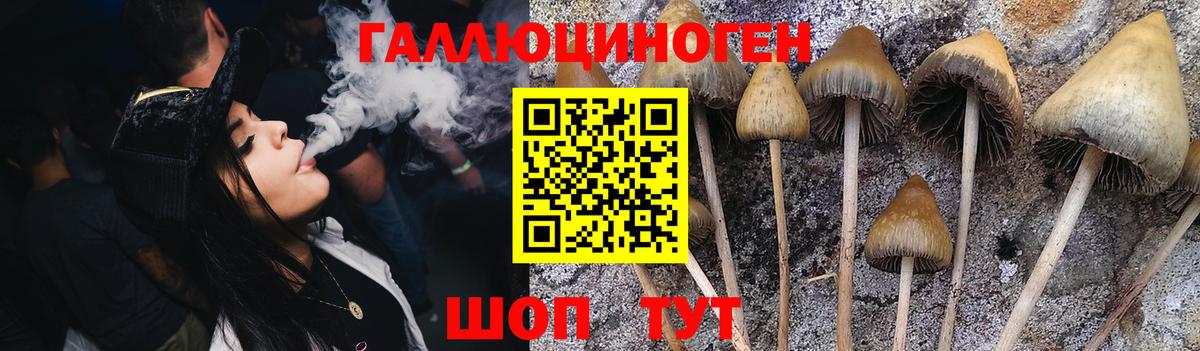 Псилоцибиновые грибы Psilocybe Тимашёвск